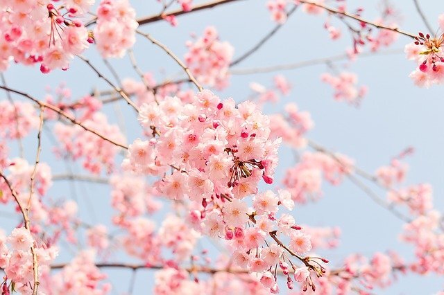 cherry-blossom-tree-gd3ad77884_640